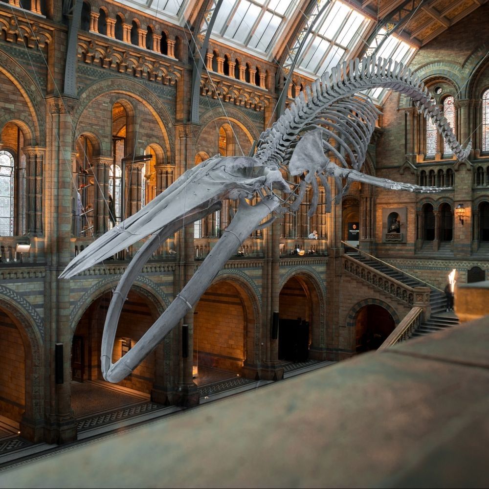 Natural History Museum only a few minutes walk away from Royal Garden Hotel.